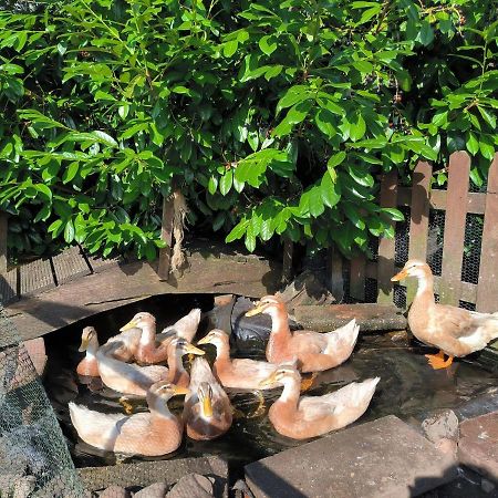 Ferienwohnung Mohnkopf - Unterkunft Fuer 2 Bis 3 Personen Mit Terrasse Jerrishoe Buitenkant foto